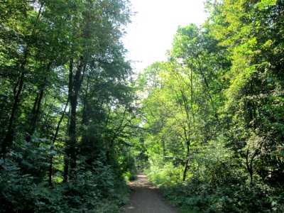 20190826Hahnbusch