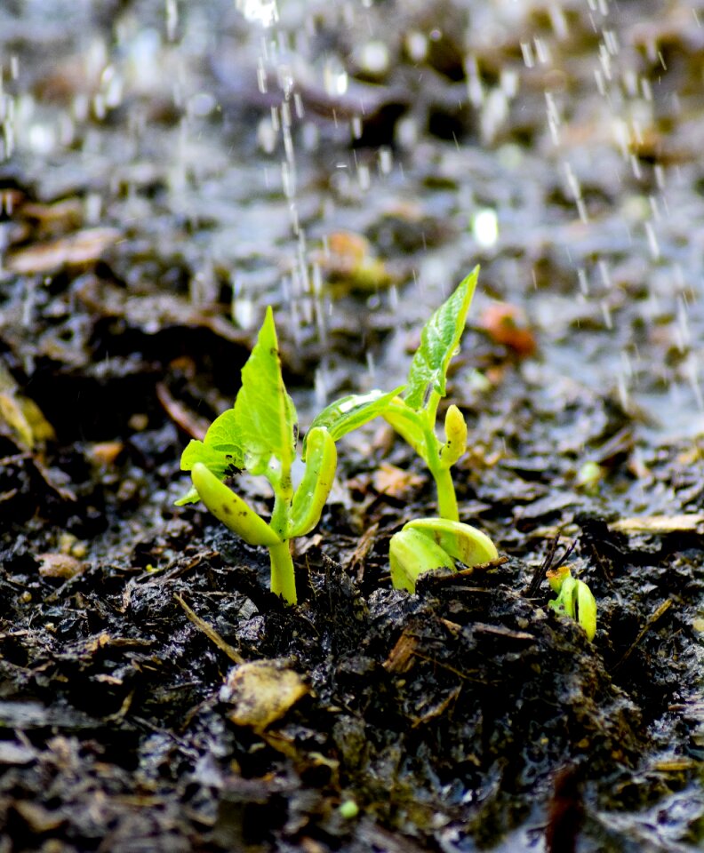 Garden casting water the plants