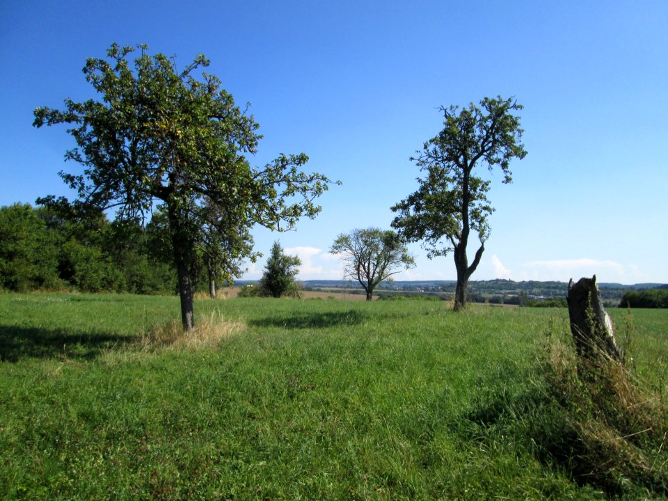 20190830Streuobstwiese_Bischmisheim1