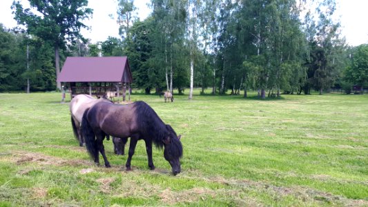 20210612_112200_June_2021_in_Białowieża