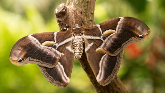 Malaga spain butterfly