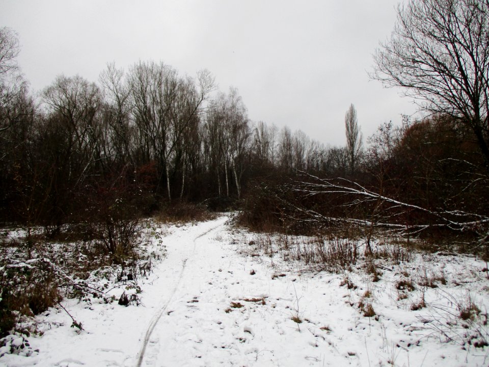 20210127St._Arnualer_Wiesen