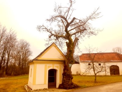 20210131_ND_Linde_Ödmühle_MÜ