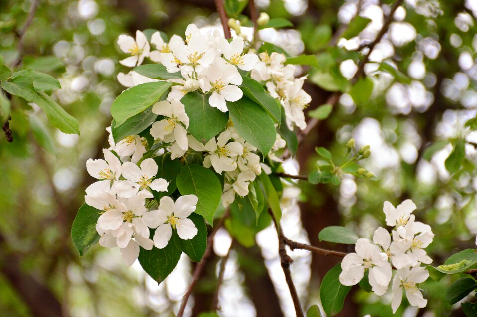 Bloom white color may