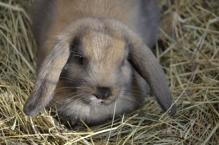 Brown floppy ear food