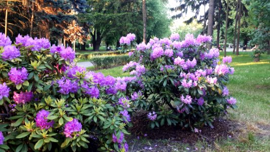 20190604_staromiejski_park_June_2019