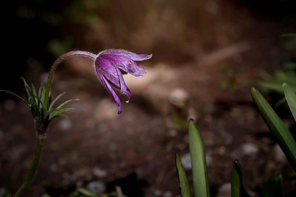 Violet purple anemone blossom
