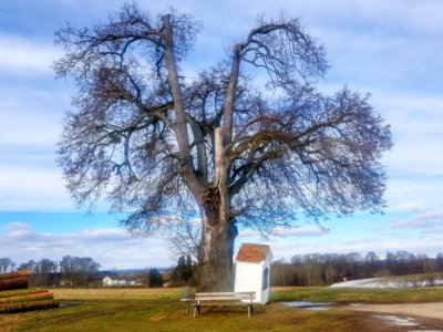 20210124_ND_Linde_an_der_Wegkreuzung_bei_WaldAlz_Garching