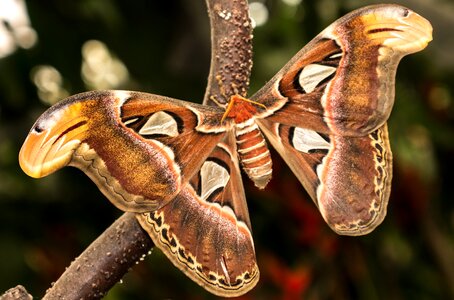 Malaga spain butterfly