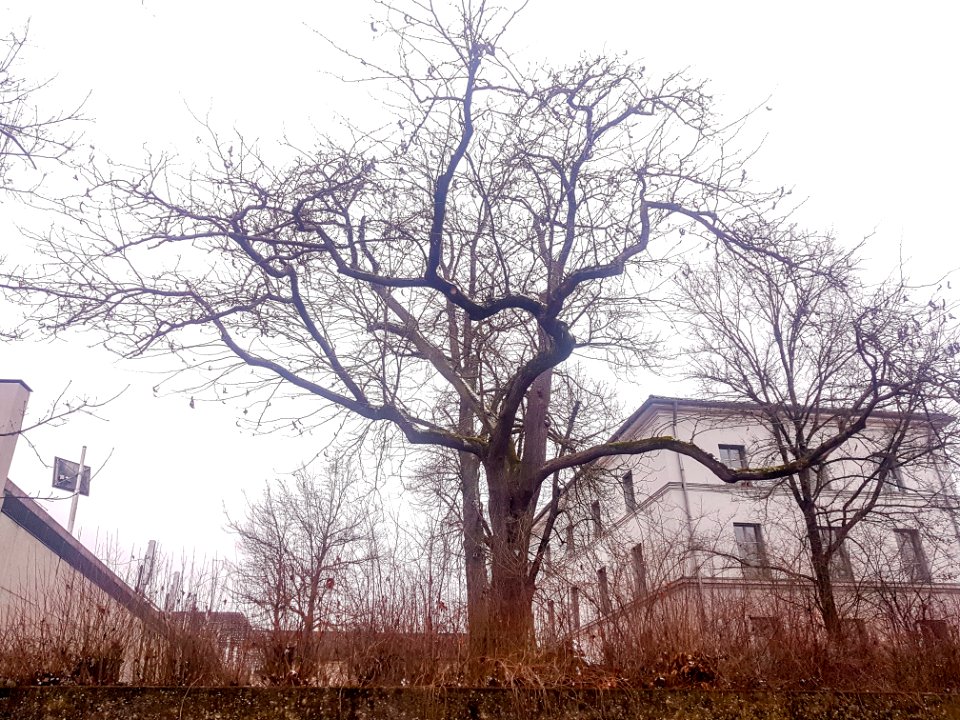 20210131_ND_Gleditsia_MÜ