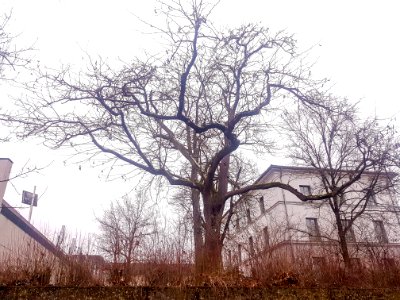 20210131_ND_Gleditsia_MÜ