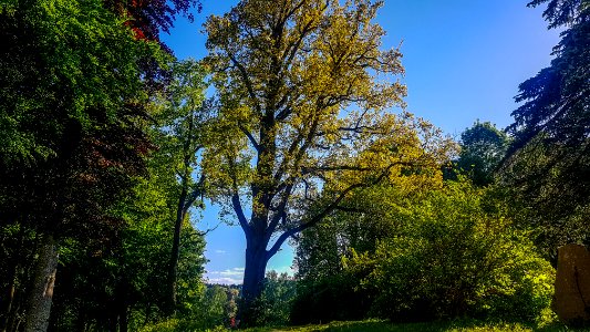 20210530_ND_Stieleiche_im_Schlosspark_Egglkofen3