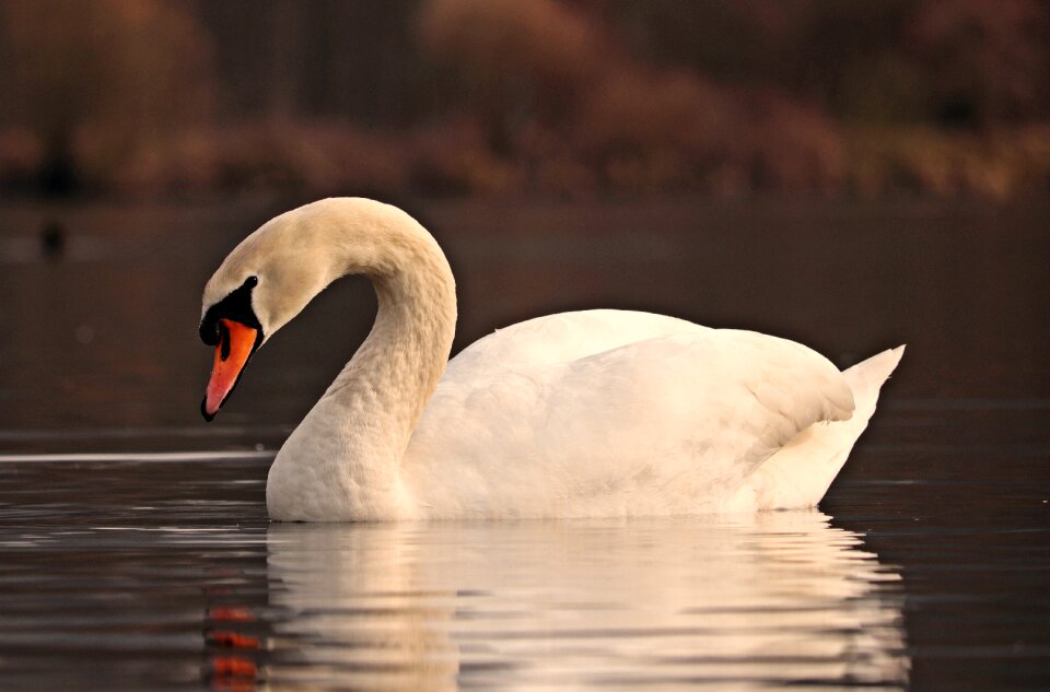 Water bird lake nature
