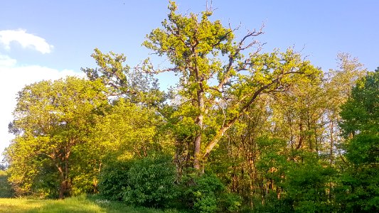 20210530_ND_Klebinger_Bacheichen_