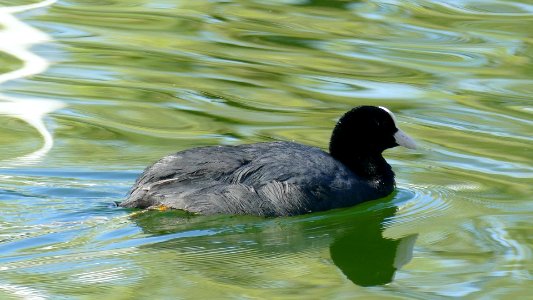 2021.05.31.072559_Eurasian_coot_(Fulica_atra)_Starnberg_Lake_Tutzing_Germany