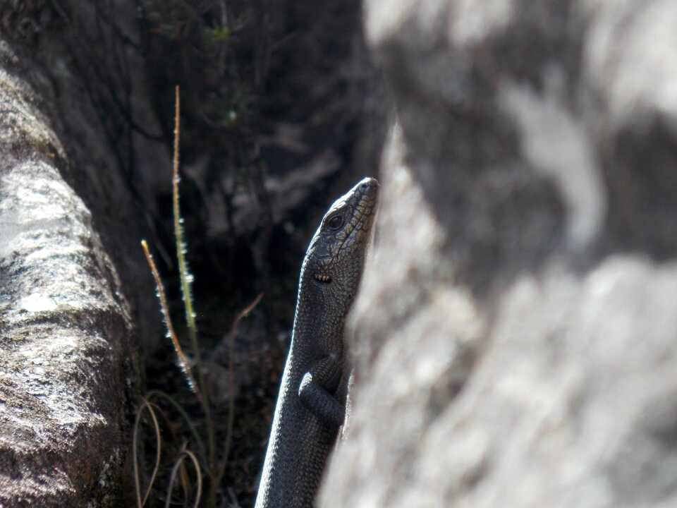 Lizard nature reptile