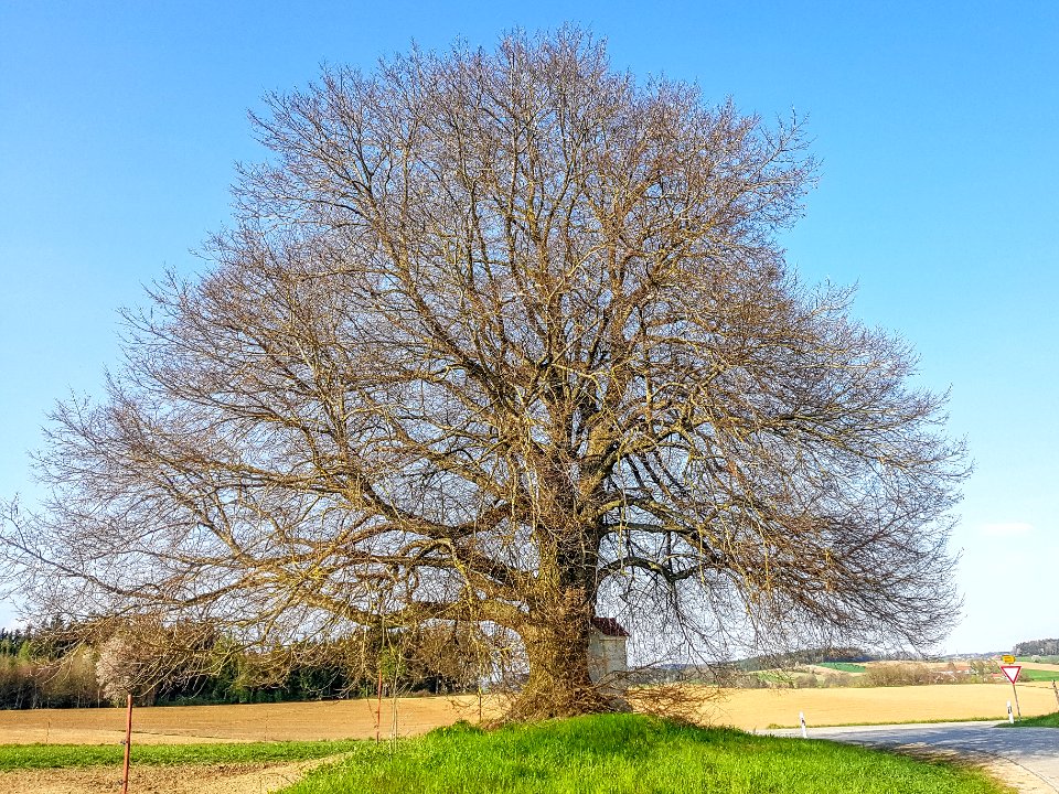20210428_ND_Winterlinde_Unterneuling_Ampfing_Salmanskirchen