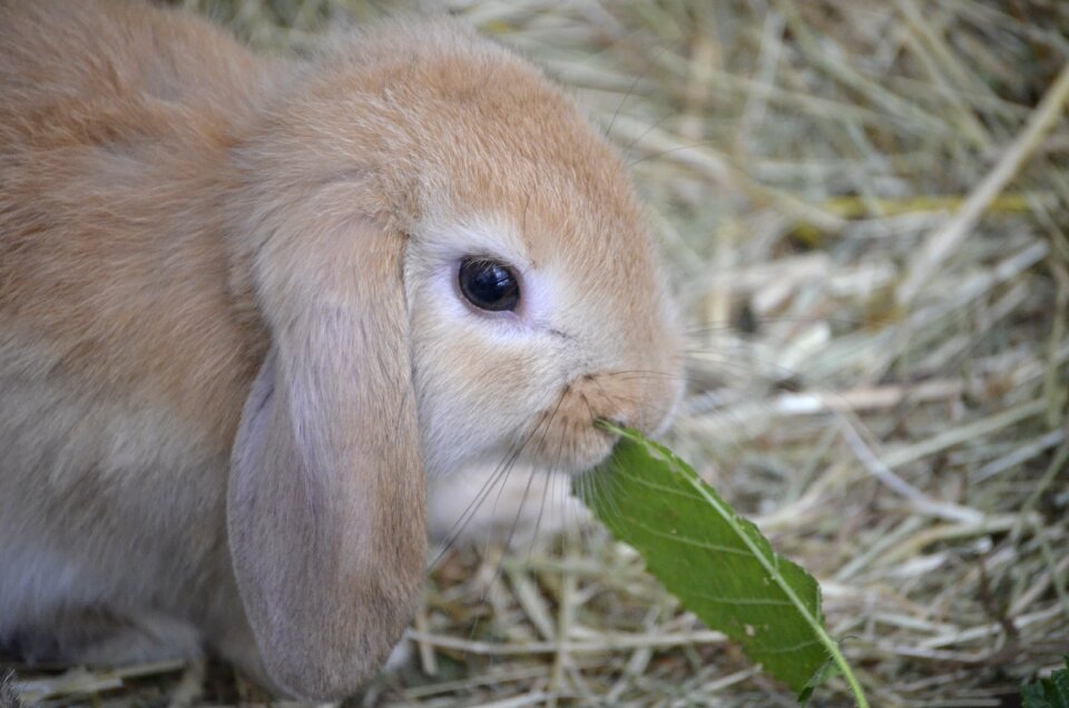 Brown floppy ear food