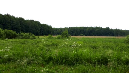20210612_172442_June_2021_in_Białowieża