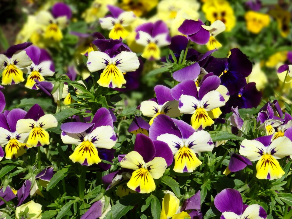 Violets flowers pridoda