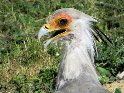 Bird messenger sagittarius photo