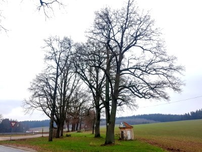 20201206_ND_Klebinger_Schlossallee_Pleisk1