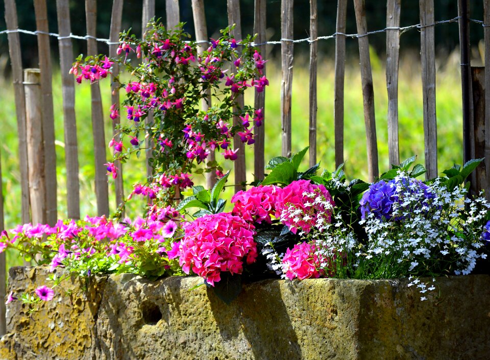 Blossom bloom color