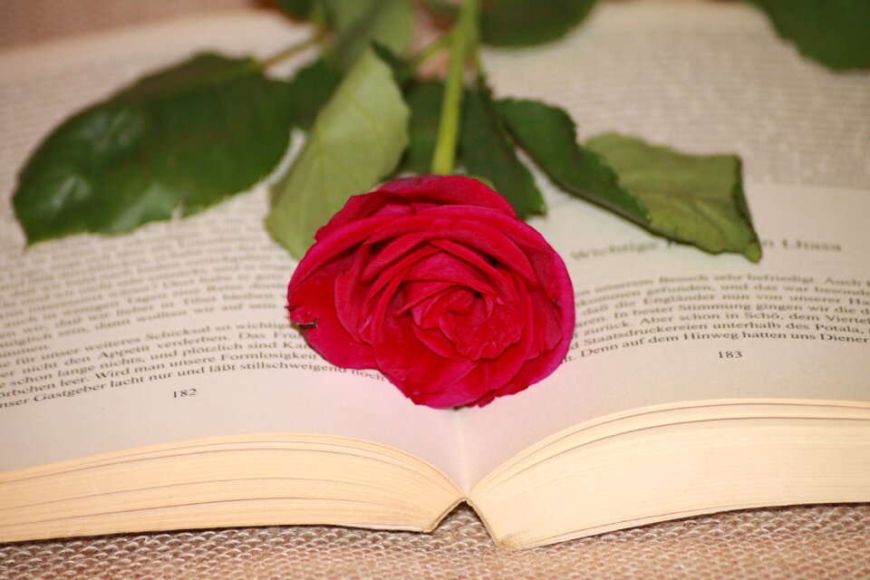 Red red rose literature