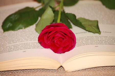 Red red rose literature