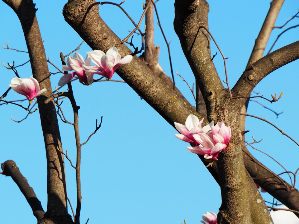 Spring tribe contrast