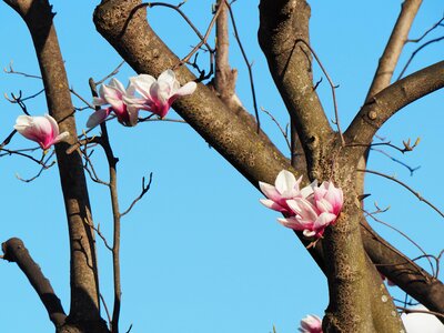Spring tribe contrast