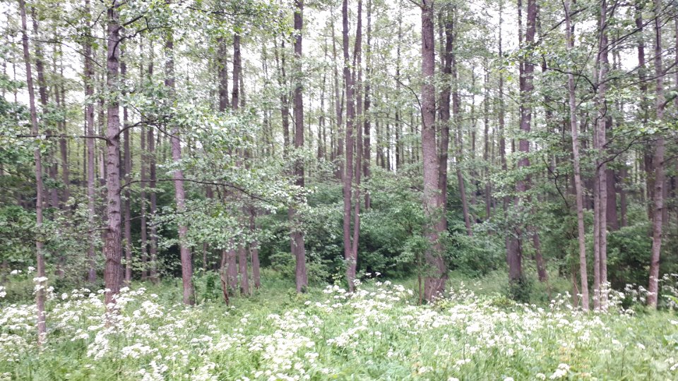 20210612_172245_June_2021_in_Białowieża
