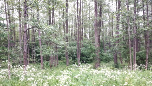 20210612_172245_June_2021_in_Białowieża