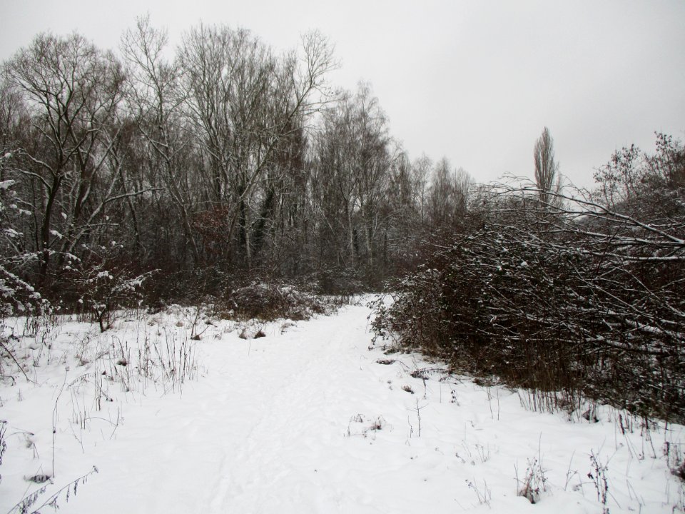 20210117St._Arnualer_Wiesen1