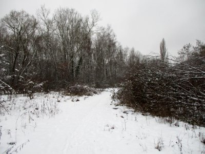 20210117St._Arnualer_Wiesen1