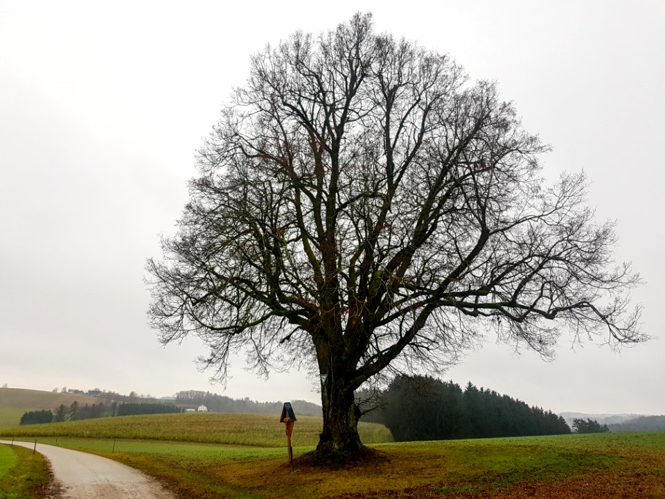 20201213_ND_Kreuzlinde_bei_Birnbach