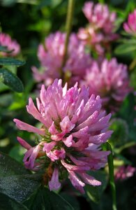 Trifolium meadow spring