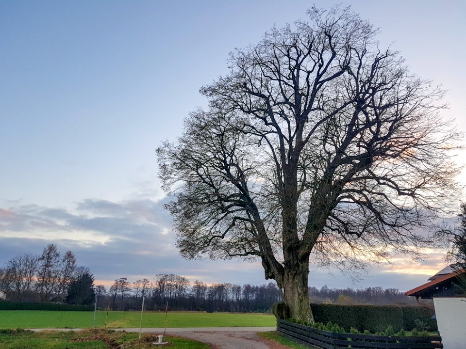 20201129_ND_Winterlinde_in_Leichspoint3
