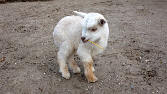 Countryside animals lambs photo