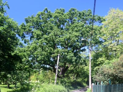 2021_Warszawa_Leśnej_Polanki_29,_dąb_szypułkowy_„Michałek"