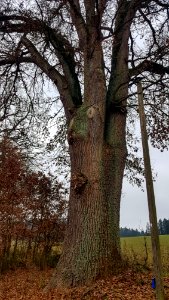 20201206_ND_Klebinger_Schlossallee_Pleisk9