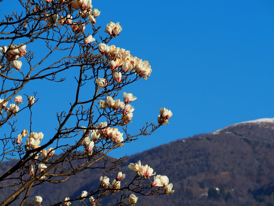 Blossom bloom tree
