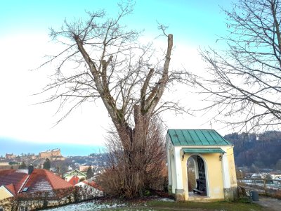 20201231_ND_Kapellenlinde_Napoleonshöhe1