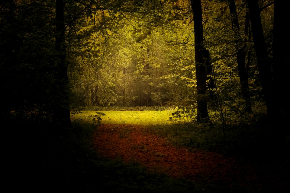 Forest landscape nature green