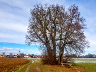 20210124_ND_Pfarrlinde_am_Wetterkreuz_am_Weg_nach_Attenberg_Feichten4