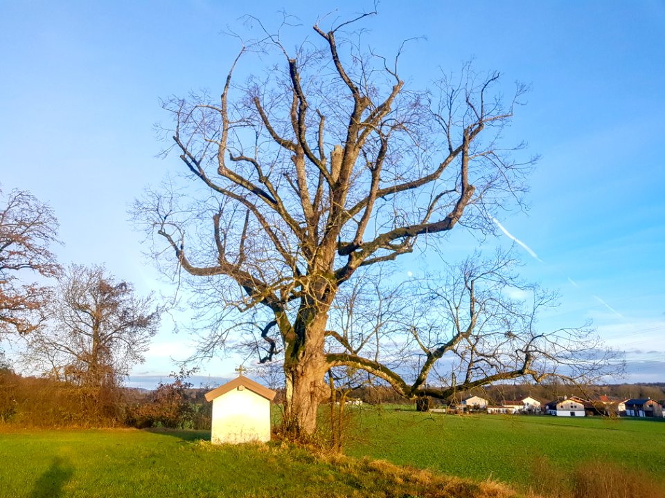 20201226_ND_Kapellenlinde_bei_Unteremmerting