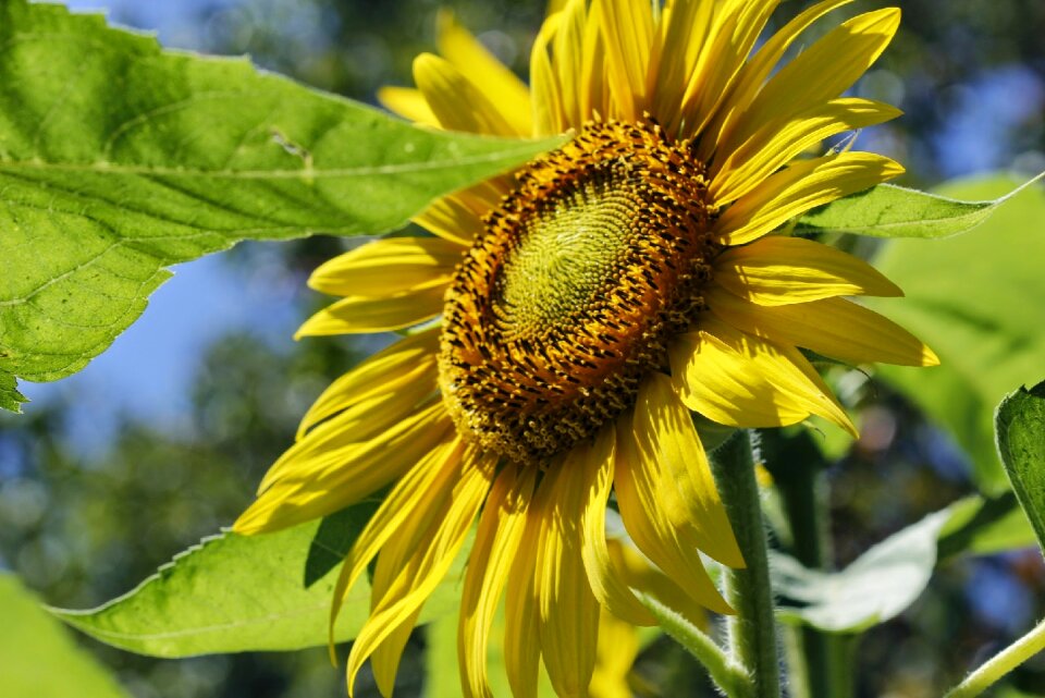 Garden spring yellow flower