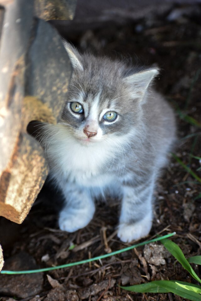 Cute pet feline