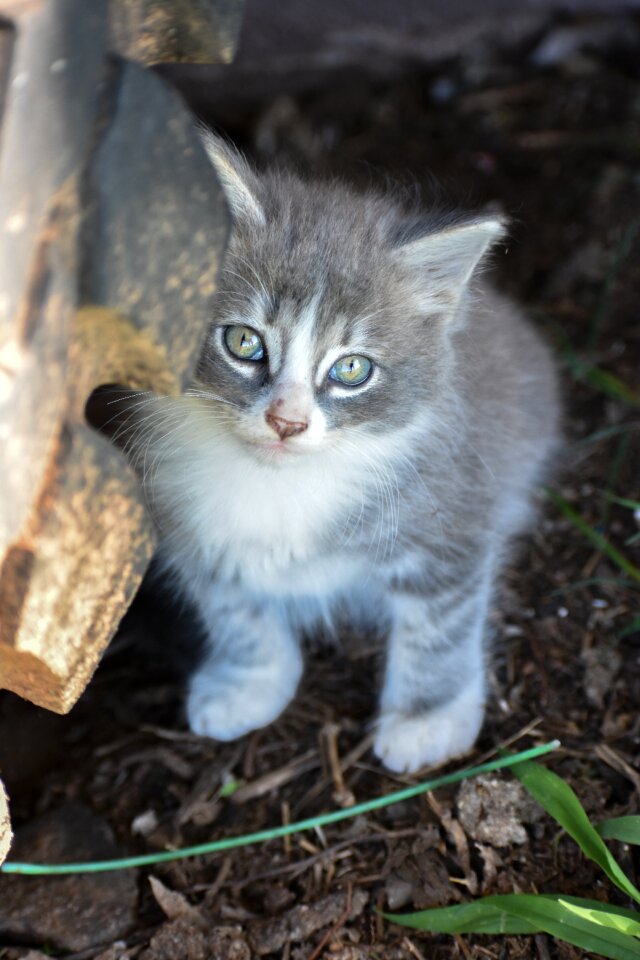 Cute pet feline photo