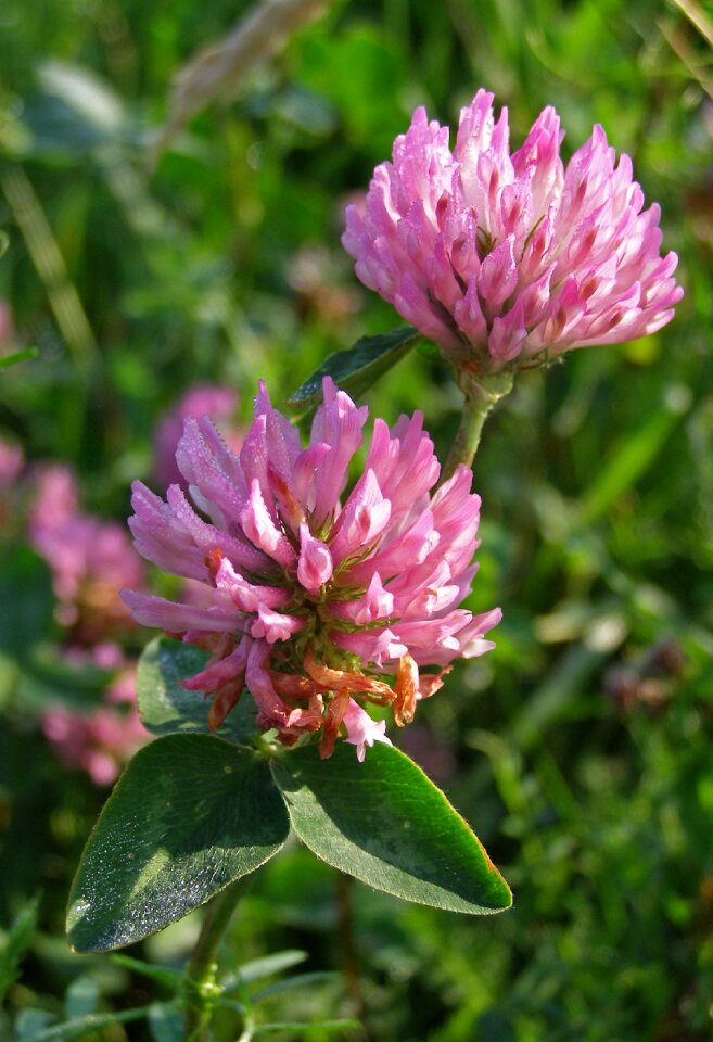 Trifolium meadow spring